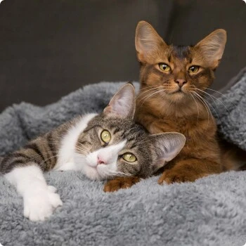 SELECT GOLD Kitten Huhn 6x400 G 3 SELECT GOLD Kitten Huhn 6x400 G – Bild 3