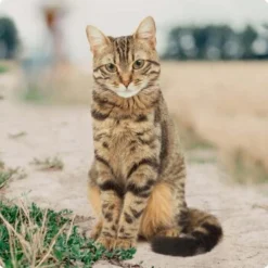 REAL NATURE Classic Kittenpaket 6x400g 7 REAL NATURE Classic Kittenpaket 6x400g -Hill's Verkäufe bc56b458619aa86240780c2f64ff928db9b8da6b 1246887 de DE Real Nature Original Cat Bild 1